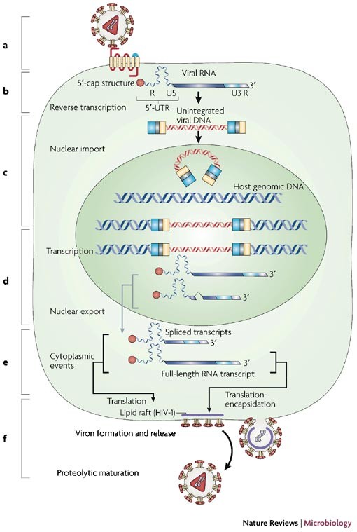 Translational control of retroviruses | Nature Reviews Microbiology Translational control of retroviruses | Nature Reviews Microbiology