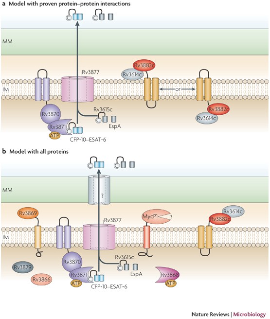 Type Vii Secretion Mycobacteria Show The Way Nature Reviews Microbiology