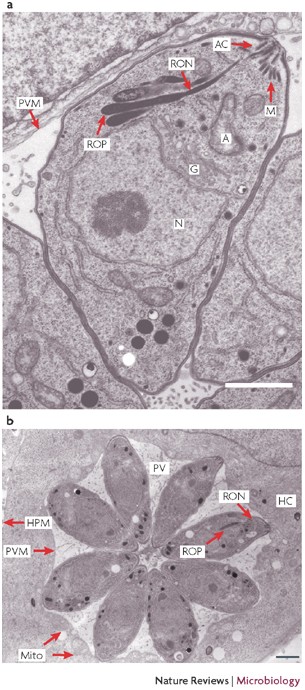 Kiss And Spit The Dual Roles Of Toxoplasma Rhoptries Nature Reviews Microbiology