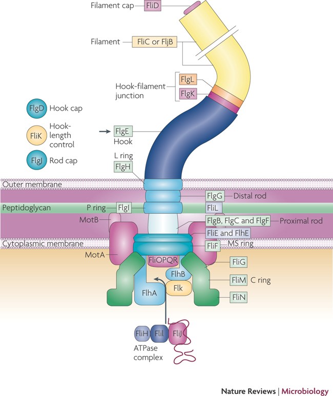 Coordinating Assembly Of A Bacterial Macromolecular Machine Nature Reviews Microbiology