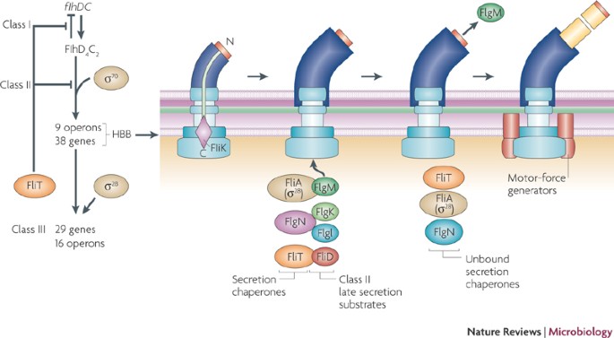 Coordinating Assembly Of A Bacterial Macromolecular Machine Nature Reviews Microbiology