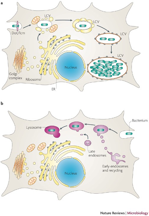 The Legionella Pneumophila Replication Vacuole Making A Cosy Niche Inside Host Cells Nature Reviews Microbiology