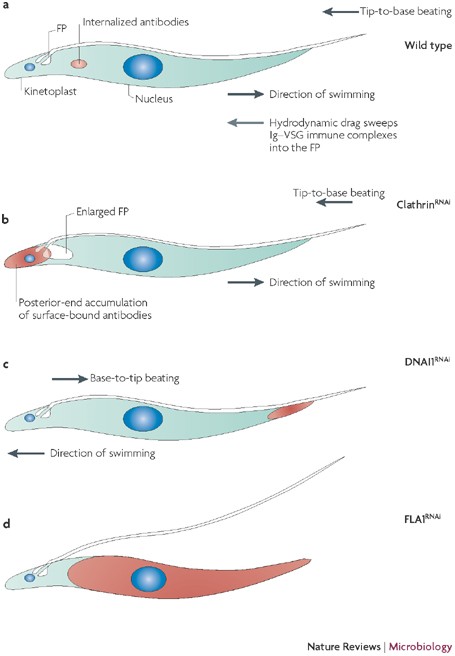 Swimming With Protists Perception Motility And Flagellum Assembly Nature Reviews Microbiology