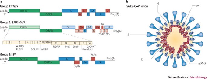 Рецептор прикрепления sars cov2. Ген белка sars cov 2. Назовите рецептор для прикрепления s-белка sars-cov-2:. Ген белка sars cov 2. Коронавирус 19 строение вируса.