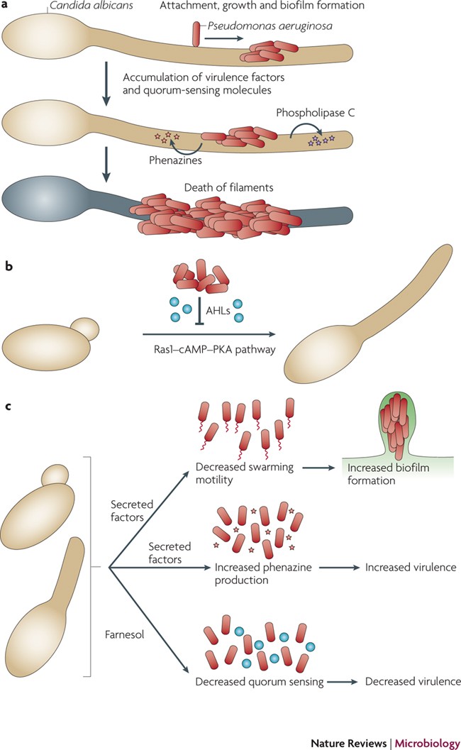 Candida albicans лечение