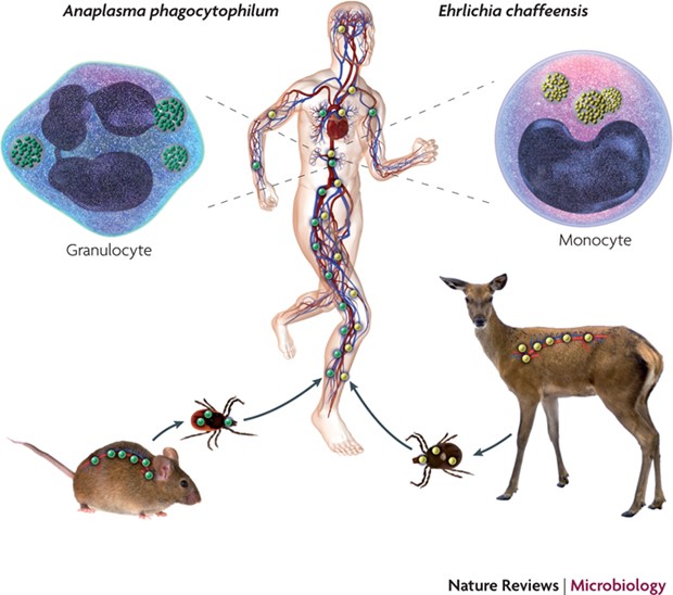 Anaplasma phagocytophilum and Ehrlichia chaffeensis: subversive 