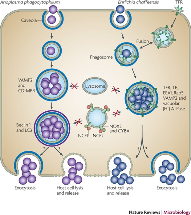 Anaplasma phagocytophilum and Ehrlichia chaffeensis: subversive 