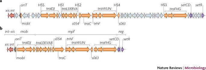 Conjugative Integrative and