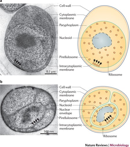 Evolution of nucleus resembling structure in bacteria