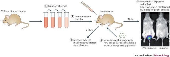 human papillomavirus infection mice)