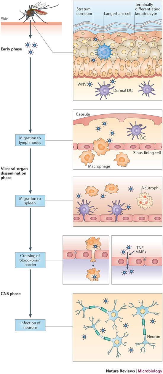 West Nile Virus Infection And Immunity Nature Reviews Microbiology