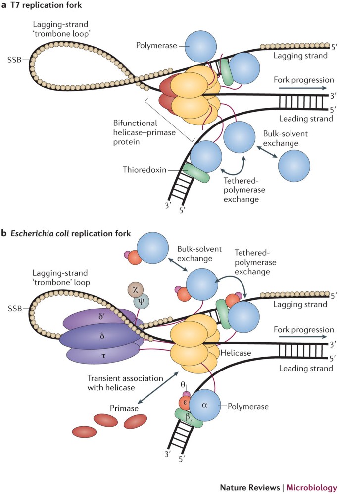 Bacterial Replication Transcription And Translation Mechanistic Insights From Single Molecule Biochemical Studies Nature Reviews Microbiology