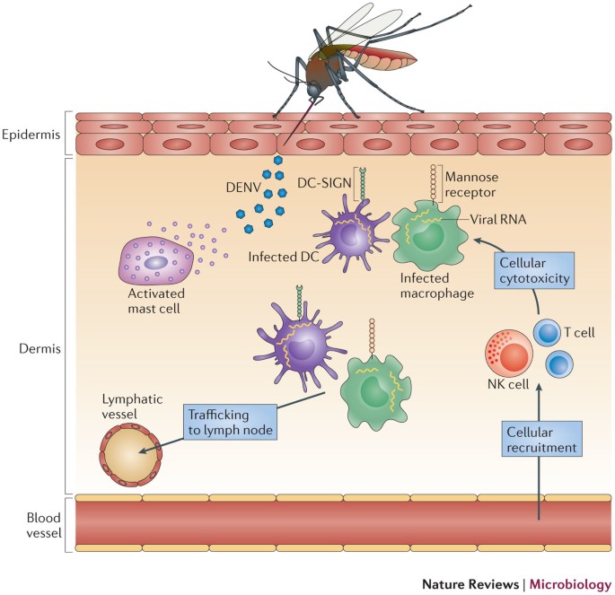 Barriers preclinical of anti-dengue immunity and dengue Nature Reviews Microbiology
