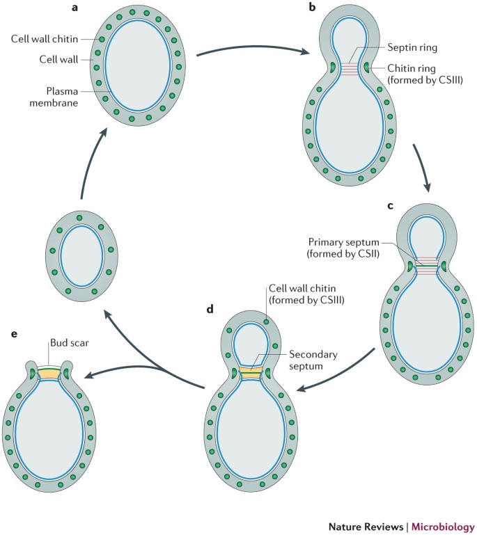 How carbohydrates sculpt cells: chemical control of morphogenesis in the yeast  cell wall | Nature Reviews Microbiology