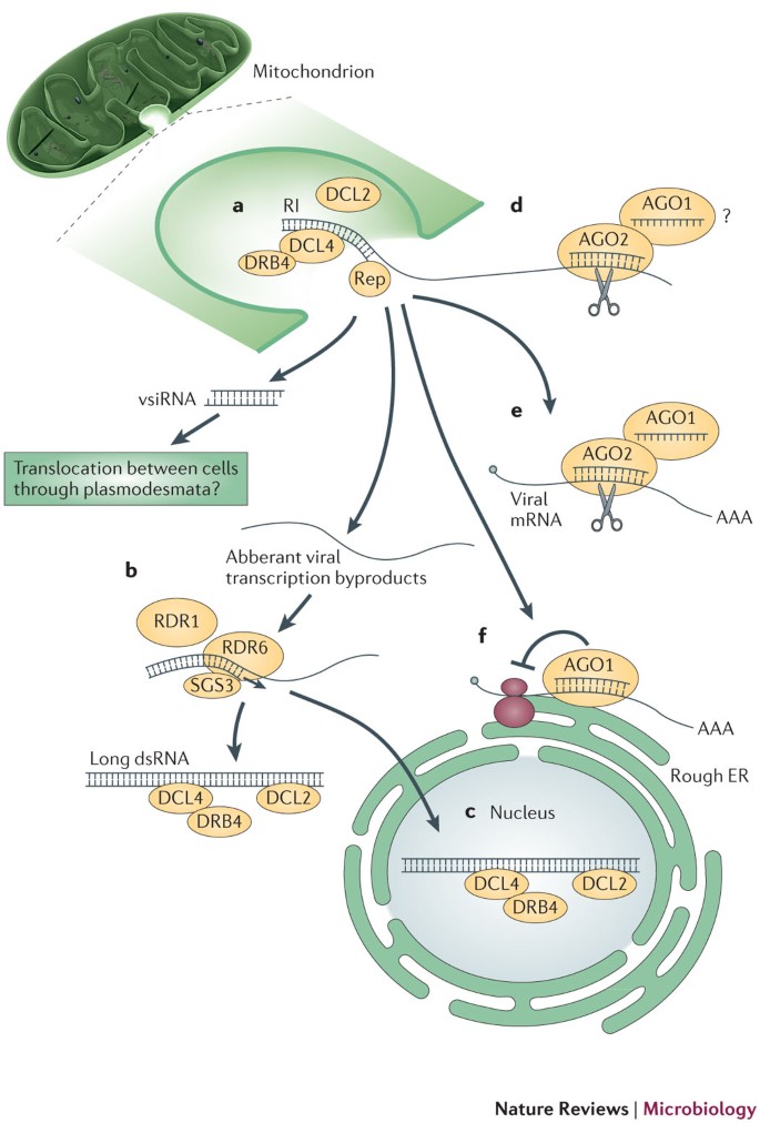 Rna Silencing Suppression By Plant Pathogens Defence Counter Defence And Counter Counter Defence Nature Reviews Microbiology