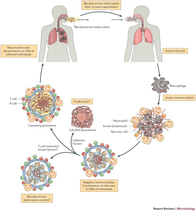 tuberculosis bacteria disease