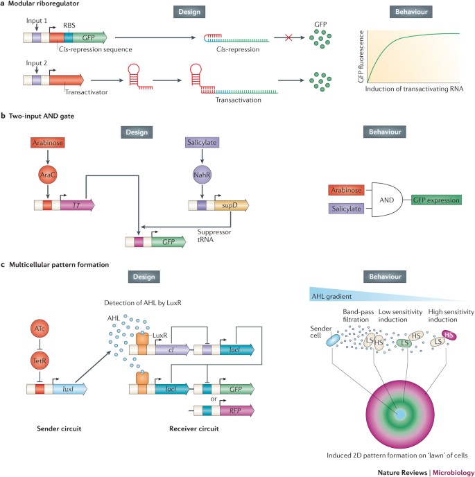 A brief history of synthetic biology | Nature Reviews Microbiology