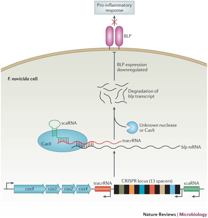 CRISPR–Cas systems: beyond adaptive immunity | Nature Reviews Microbiology