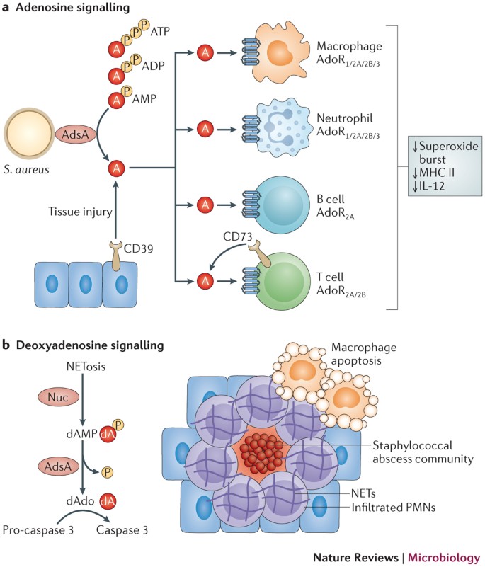 Staphylococcus aureus host interactions and adaptation