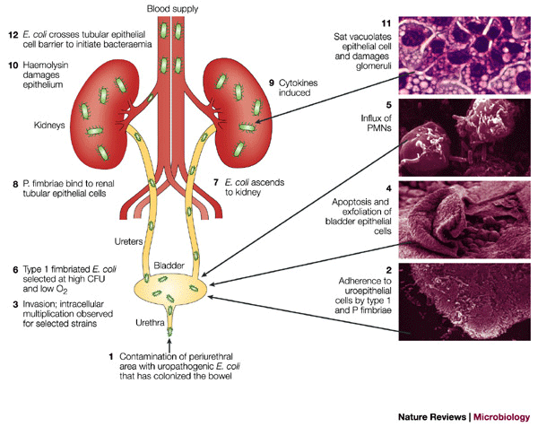 Pathogenic Escherichia Coli Nature Reviews Microbiology