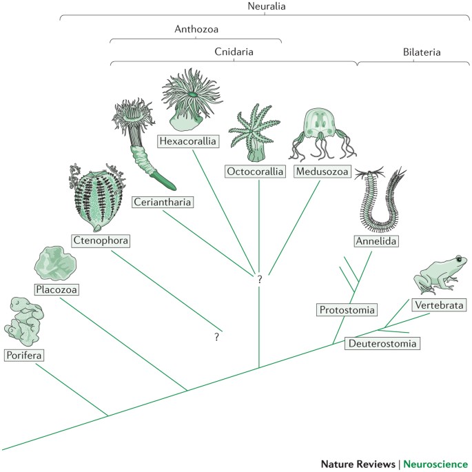 From Nerve Net To Nerve Ring Nerve Cord And Brain Evolution Of The Nervous System Nature Reviews Neuroscience