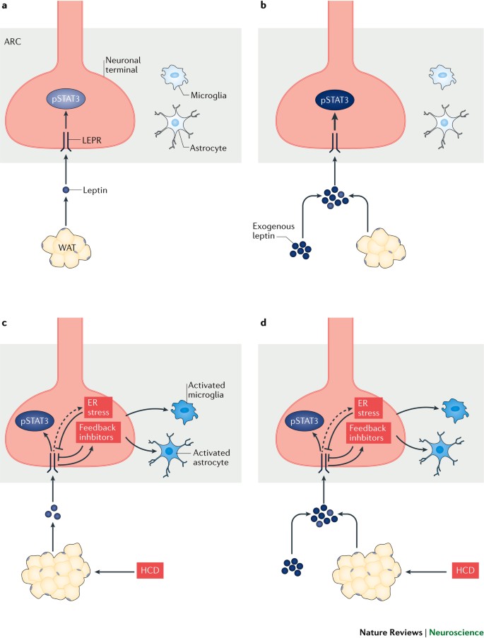 semaglutide leptin Leptin and the maintenance of elevated body weight