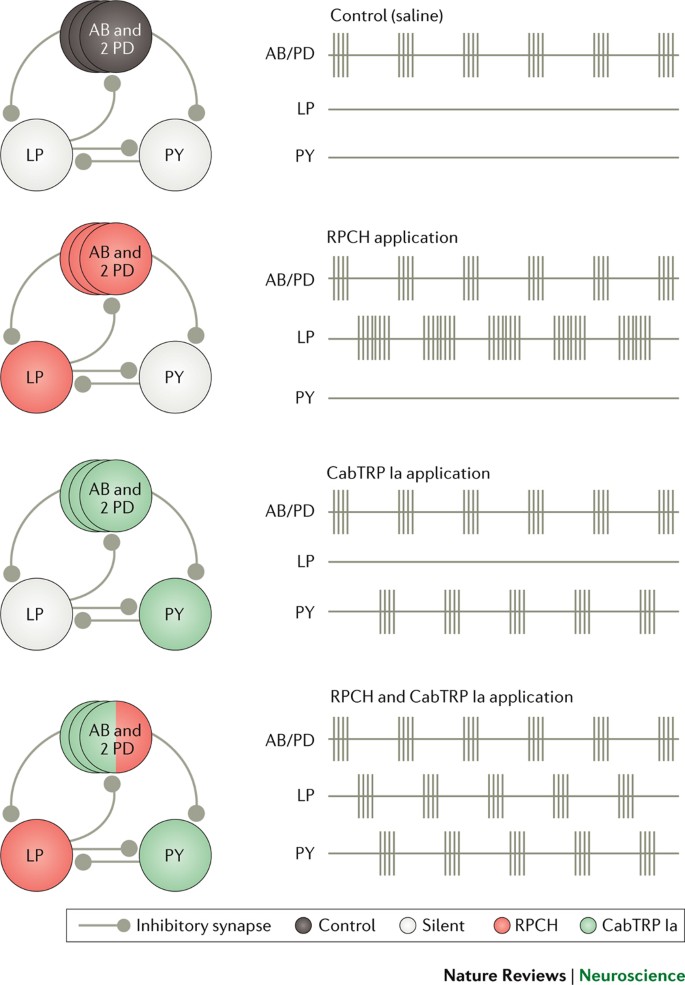 Functional Consequences Of Neuropeptide And Small Molecule Co Transmission Nature Reviews Neuroscience
