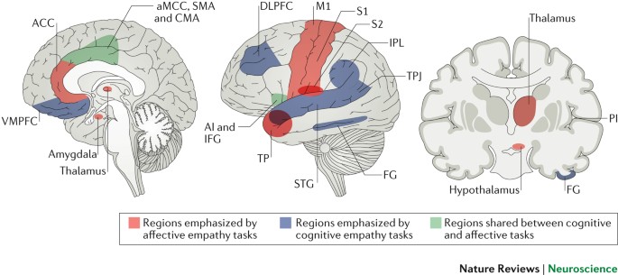 Mammalian empathy: behavioural manifestations and neural basis | Nature  Reviews Neuroscience