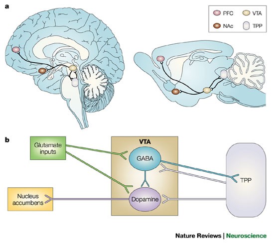 how tobacco affects the nervous system The neurobiology of nicotine addiction: bridging the gap from molecules to  behaviour