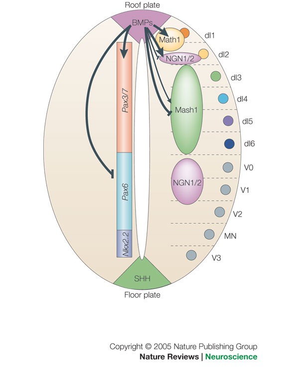 Bone morphogenetic protein signalling and vertebrate nervous system development | Nature Reviews Neuroscience