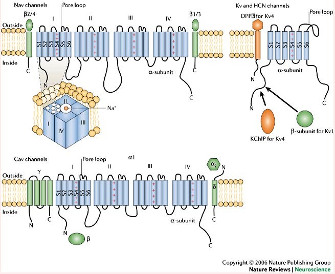 voltage gated ion channels