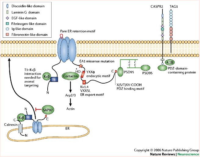 The distribution and targeting of neuronal voltage-gated ion channels |  Nature Reviews Neuroscience