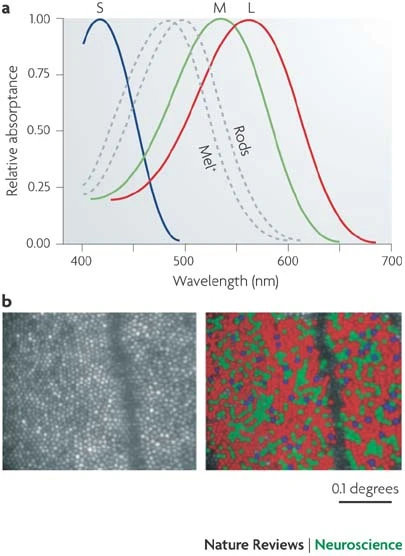 spectres de sensibilité relative des cones et bâtonnets