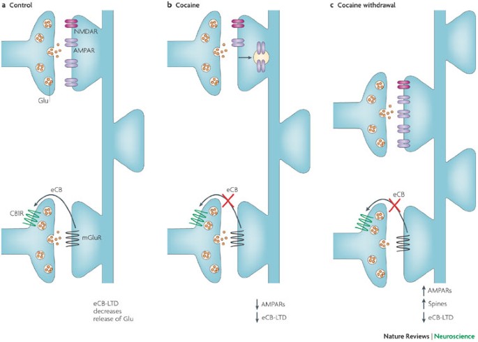 Synaptic Plasticity And Addiction Nature Reviews Neuroscience