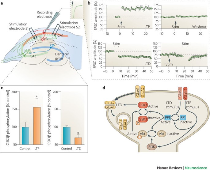 Long-term depression in the CNS | Nature Reviews Neuroscience