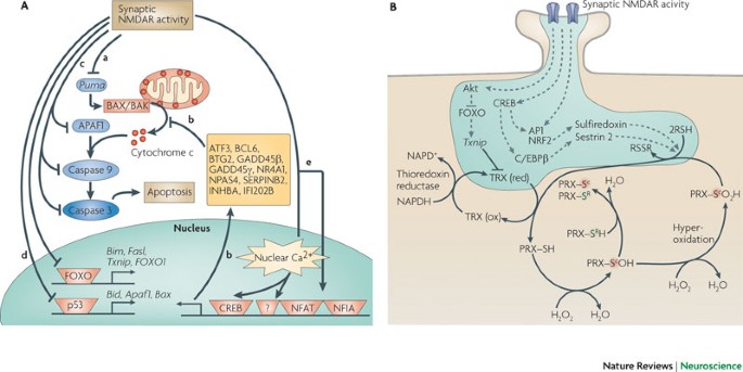 Synaptic Versus Extrasynaptic Nmda Receptor Signalling Implications For Neurodegenerative Disorders Nature Reviews Neuroscience