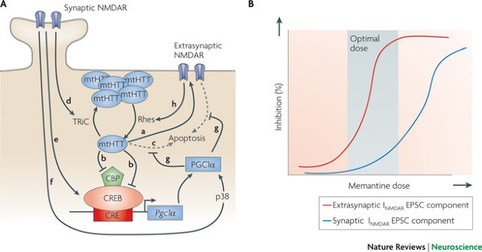 Synaptic Versus Extrasynaptic Nmda Receptor Signalling Implications For Neurodegenerative Disorders Nature Reviews Neuroscience