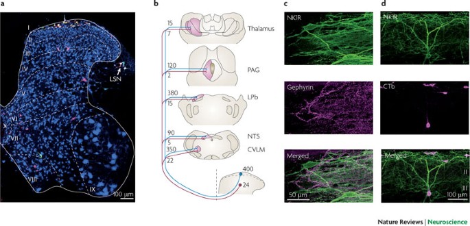Neuronal circuitry for pain processing in the dorsal horn | Nature Reviews  Neuroscience