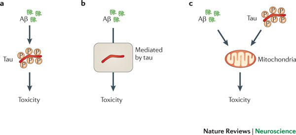 Amyloid-β and tau — a toxic de deux in disease | Nature Reviews