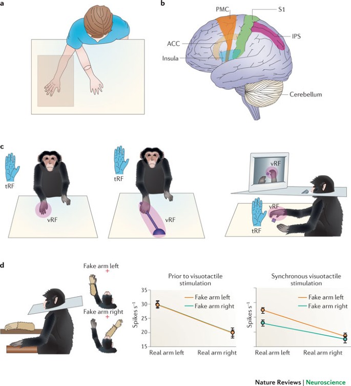 Fake brain 3 Diagram