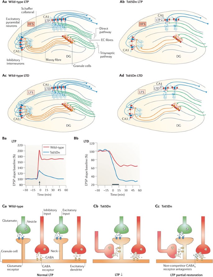Down Syndrome The Brain In Trisomic Mode Nature Reviews Neuroscience Down Syndrome The Brain In Trisomic Mode Nature Reviews Neuroscience