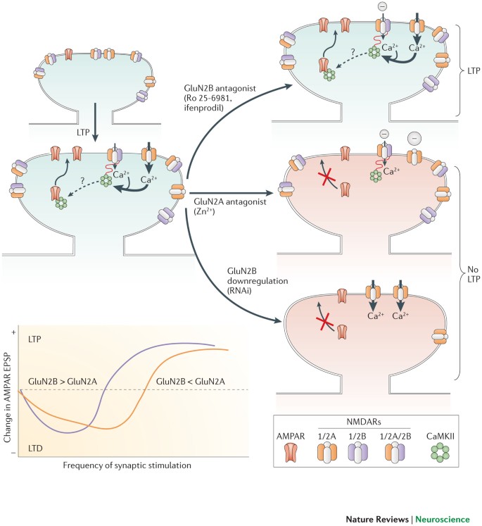 epitalon epithalon mechanism of action telomerase anti-aging scientific studies Epithalon