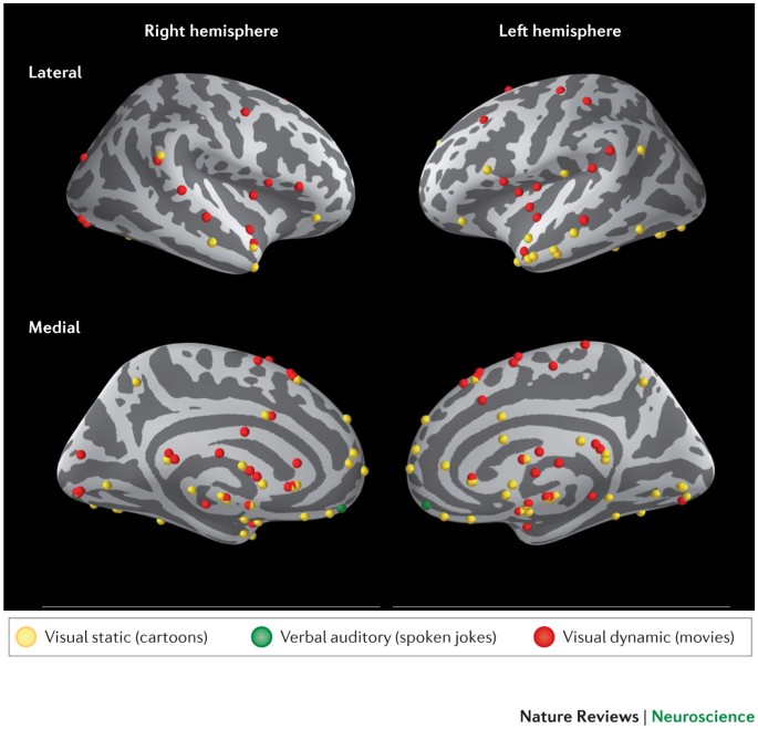 The Neural Basis Of Humour Processing Nature Reviews Neuroscience
