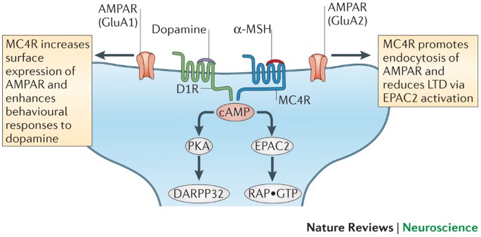 how to get melanotan 1 Melanotan 1 Canada