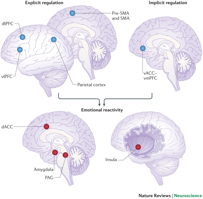 The Neural Bases Of Emotion Regulation Nature Reviews Neuroscience