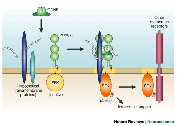 ghk cu eu GHK-Cu  EuropeanPeptides