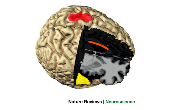 Music in the brain  Nature Reviews Neuroscience