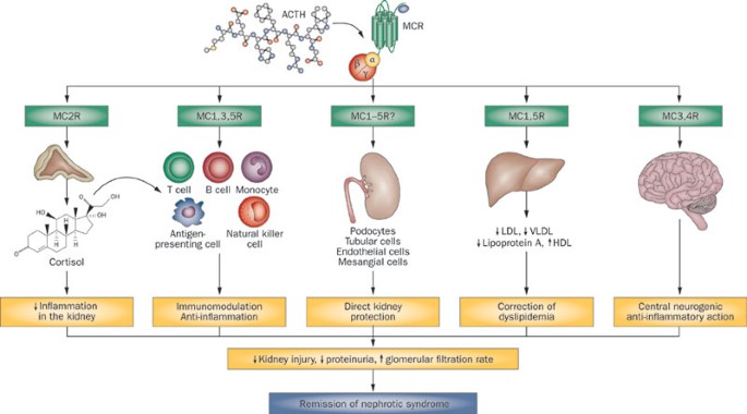 what happens if i take l carnitine everyday can i take l carnitine while intermittent fasting L- CARNITINE for fat loss? A quick summary and understanding of this popular but misunderstood supplement