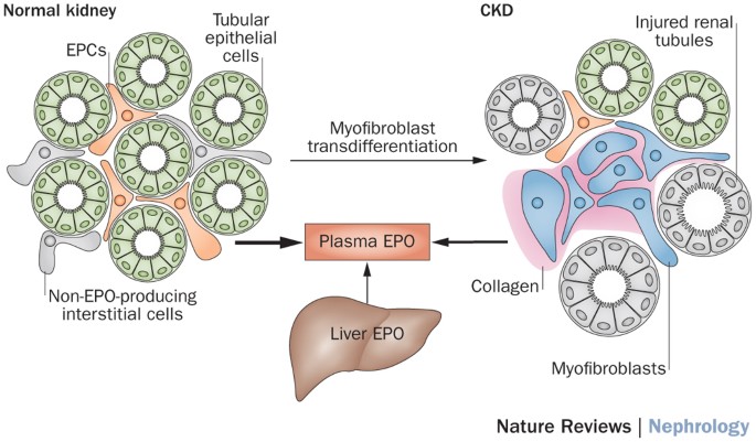 dihexa kidney toxicity AngIV-Analog Dihexa Rescues Cognitive Impairment and Recovers Memory in the  APP/PS1 Mouse via the PI3K/AKT Signaling Pathway