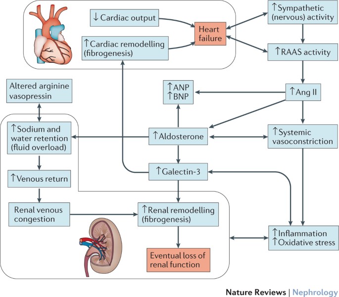 Heart Failure And Kidney Dysfunction: Epidemiology, Mechanisms And  Management | Nature Reviews Nephrology